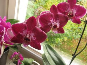 orchideen orchitop
