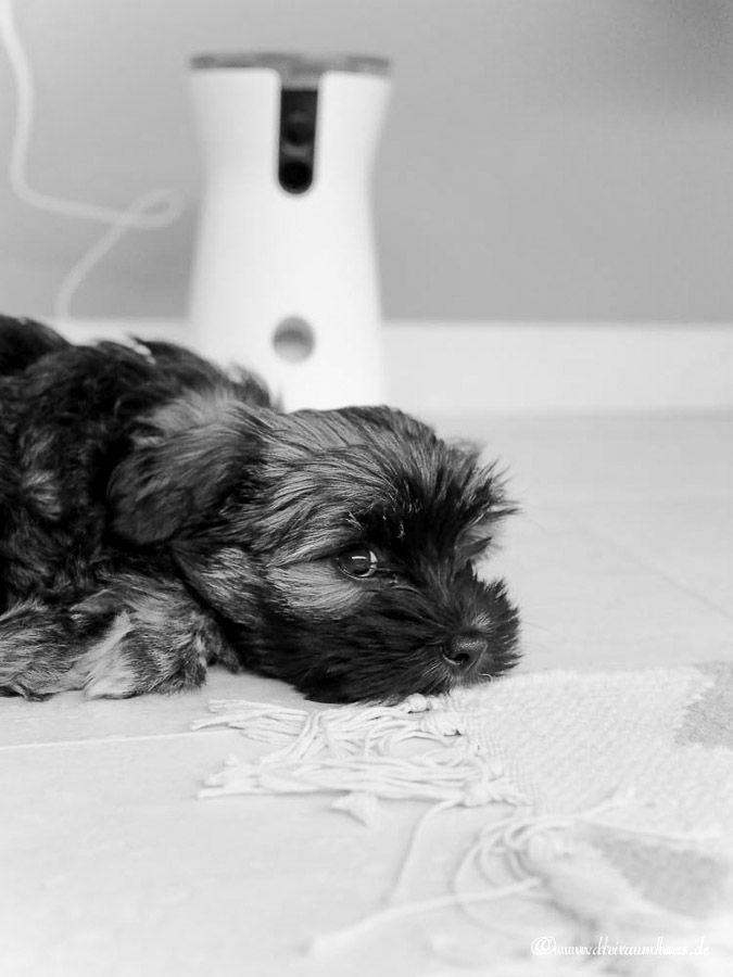 Smart Living: Hugo und die smarte Sicherheit bei der Hundeerziehung in den eigenen 4 Wänden!