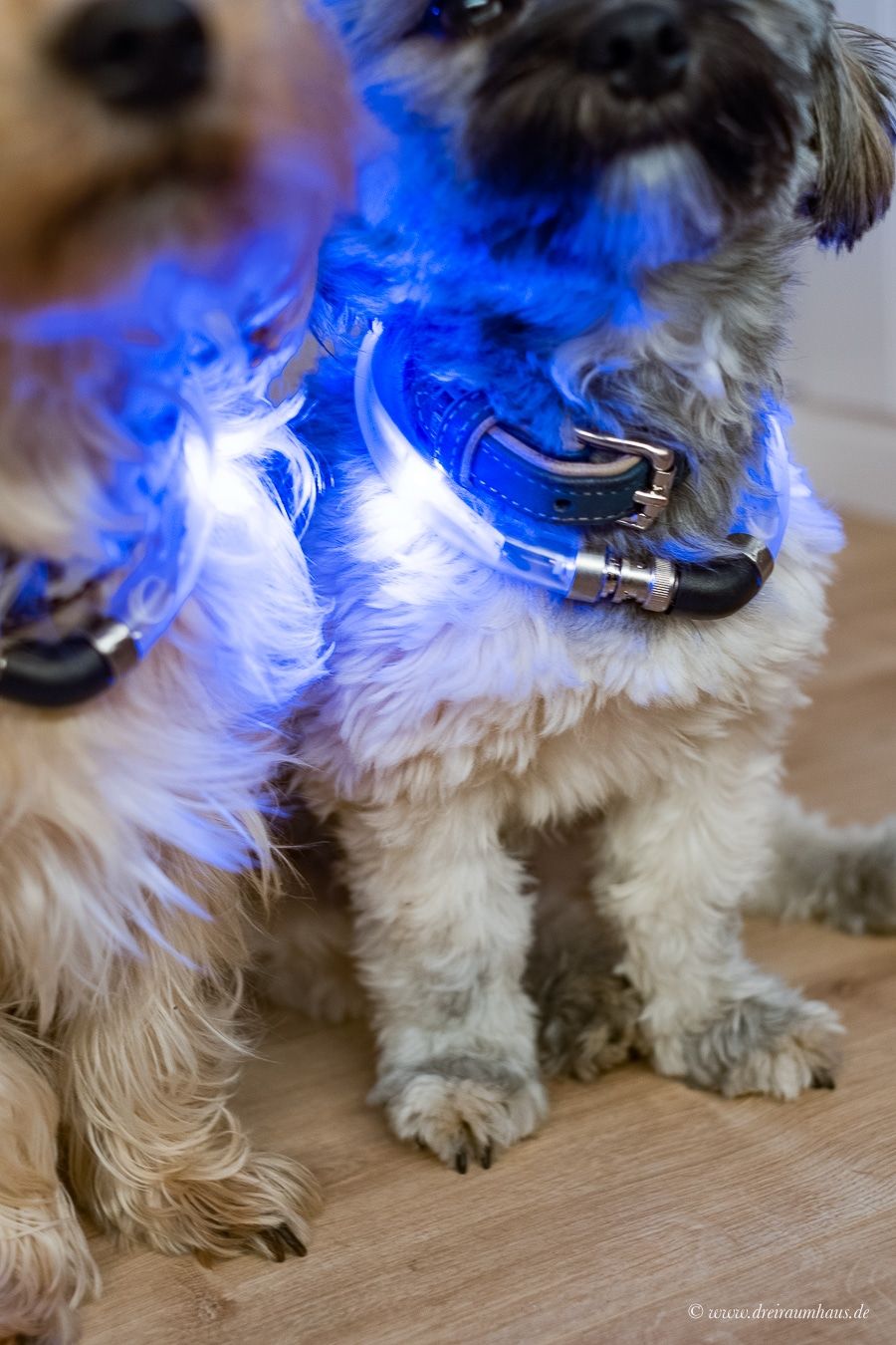 Sicherheit für Hunde und Hundehalter mit dem LumiVision AKKU Leuchthalsband mit LED von Tierarzt24.de!
