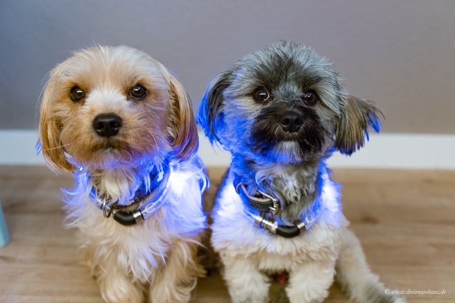 Sicherheit für Hunde und Hundehalter mit dem LumiVision AKKU Leuchthalsband mit LED von Tierarzt24.de!