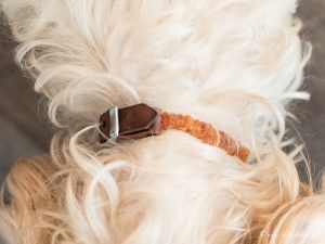 dreiraumhaus amber crown bernsteinkette hundehalsband hund-14