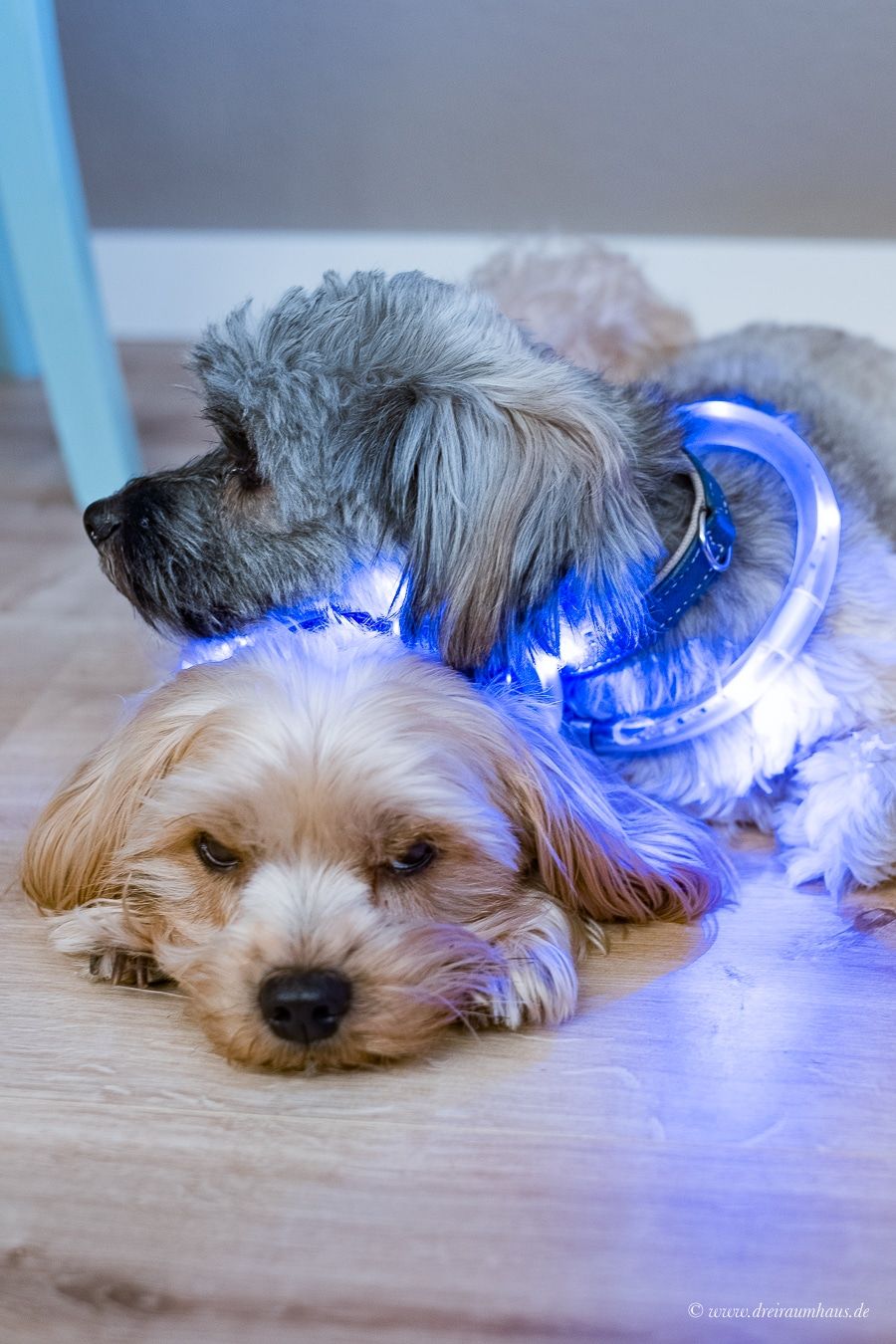 Sicherheit fÃ¼r Hunde und Hundehalter mit dem LumiVision AKKU Leuchthalsband mit LED von Tierarzt24.de!