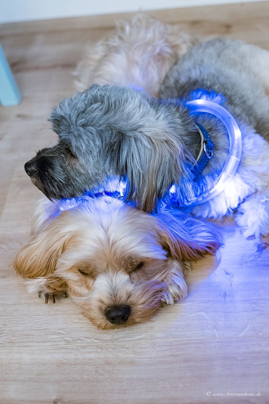 Sicherheit fÃ¼r Hunde und Hundehalter mit dem LumiVision AKKU Leuchthalsband mit LED von Tierarzt24.de!